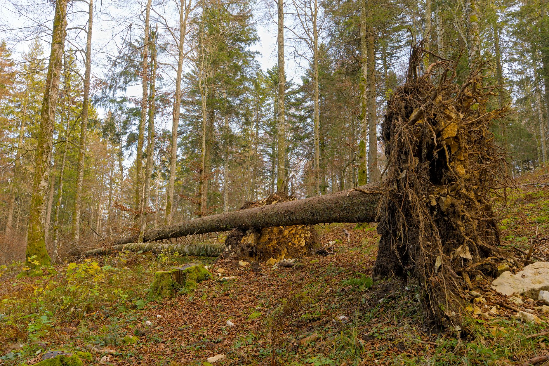 Enlèvement Arbre Urgence à Pontault-Combault
